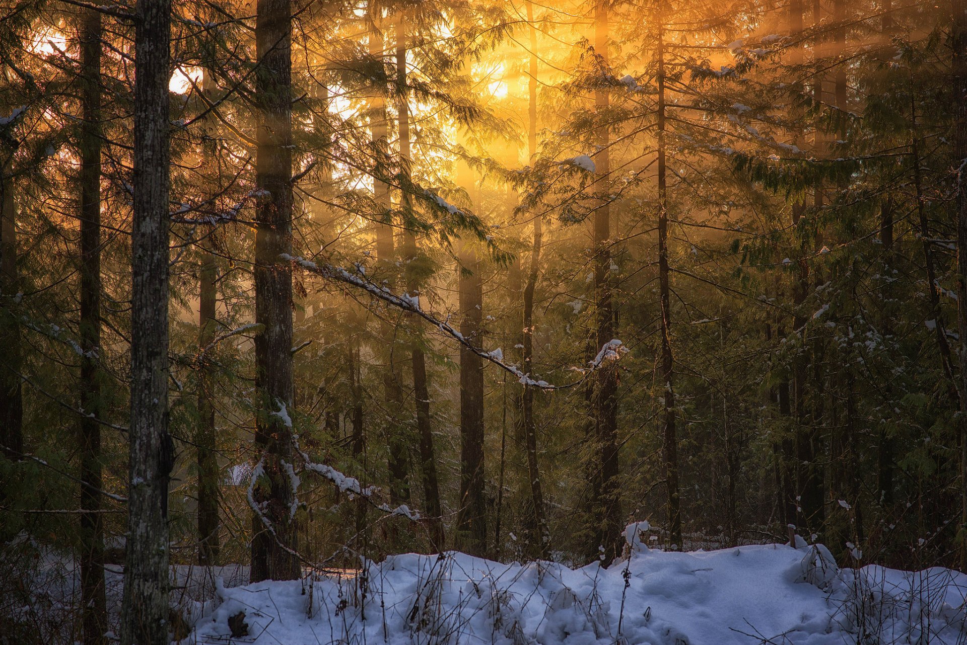Sunset sunlight filters through tall trees in a snowy winter forest, creating a warm golden glow in this HD nature desktop wallpaper.