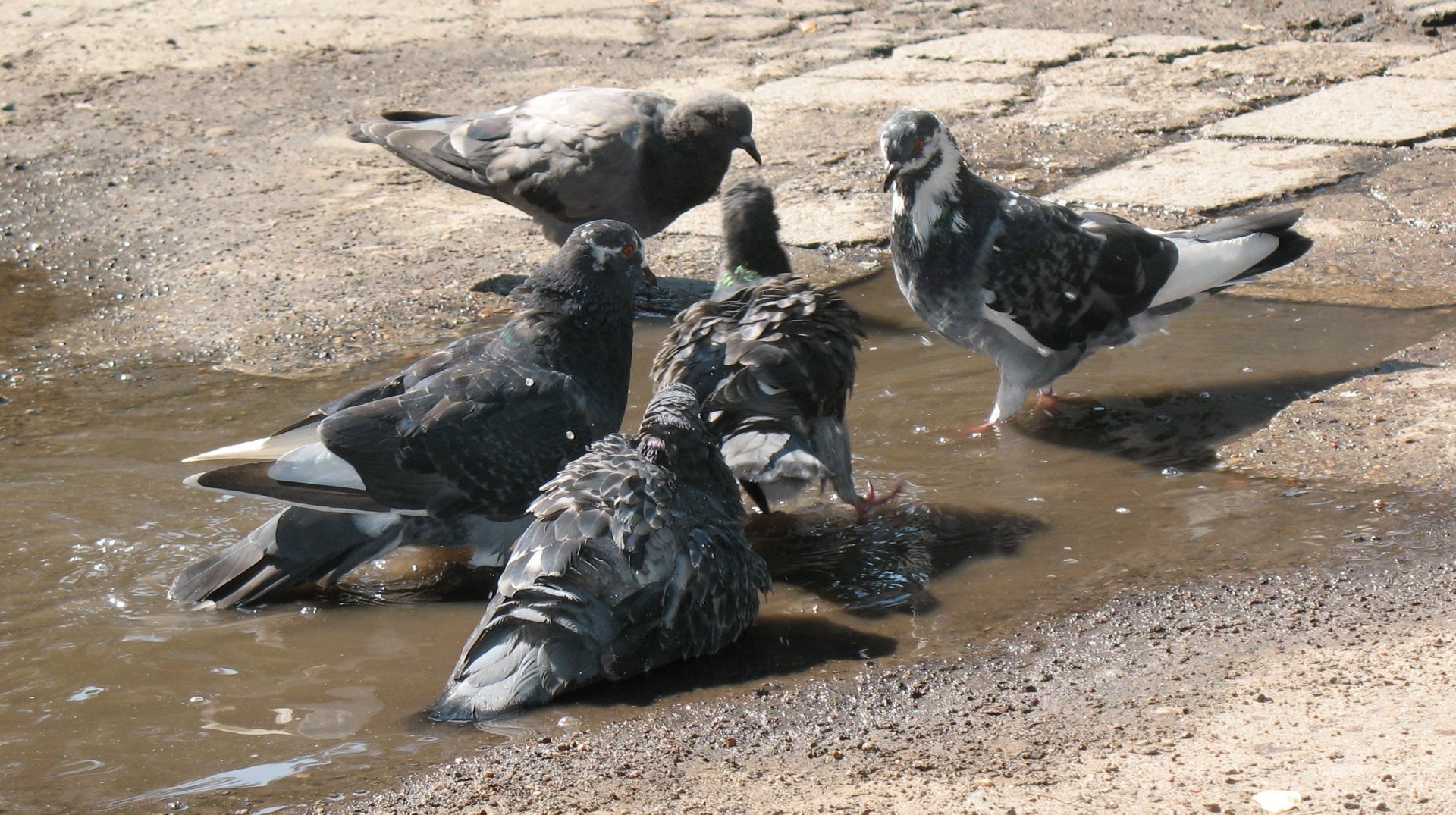 Five pigeons gather around a puddle on a sunlit pavement, showcasing their distinct plumage. This vibrant scene makes for a striking HD PC desktop wallpaper and background.