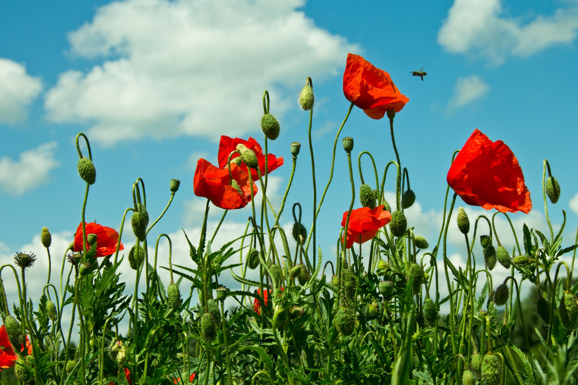 Vibrant red poppies swaying against a partly cloudy sky, captured in sharp detail for a 4K Ultra HD PC desktop wallpaper showcasing the beauty of nature.
