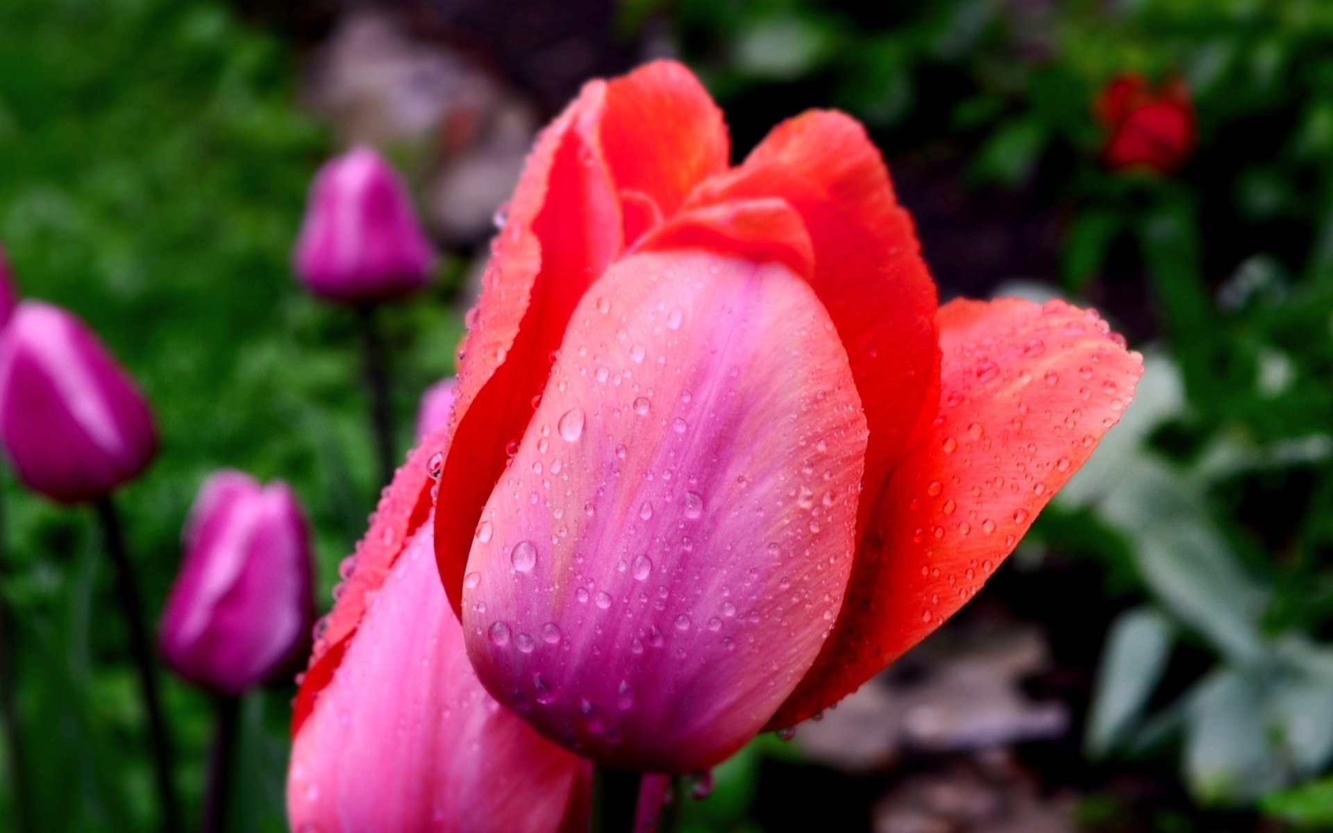 Download Nature Tulip HD Wallpaper