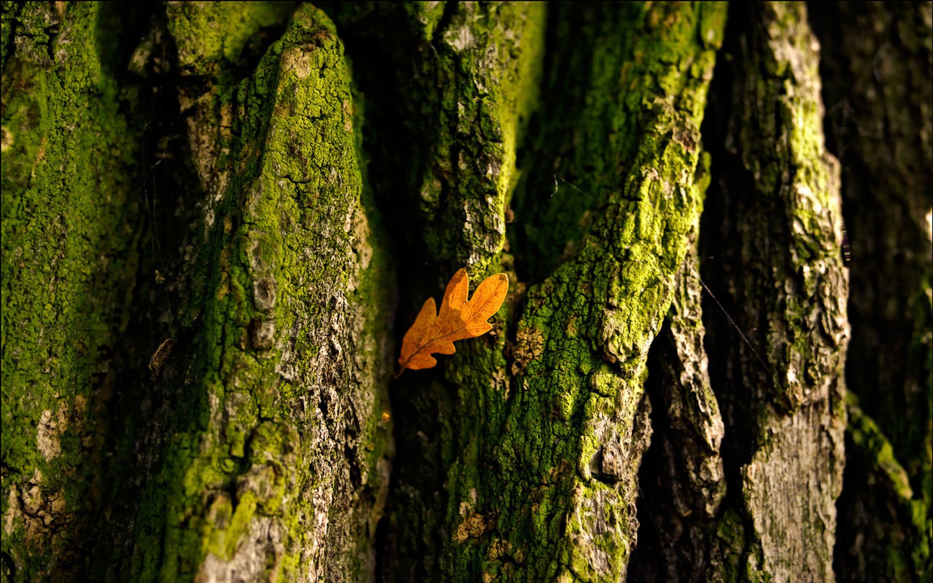 Close-up of tree bark covered in green moss with a single orange leaf nestled in a crevice, captured in high-definition for a nature-themed PC desktop wallpaper.