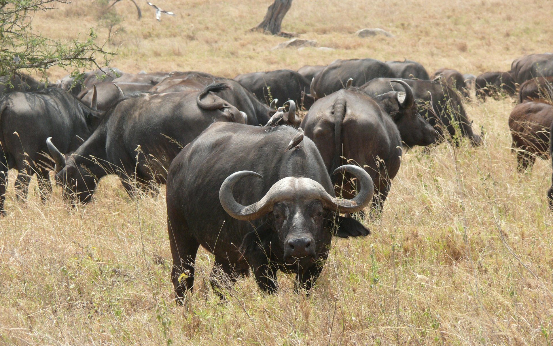HD desktop wallpaper featuring a herd of African buffalo grazing in a dry grassland, showcasing their strong, curved horns and rugged natural habitat.
