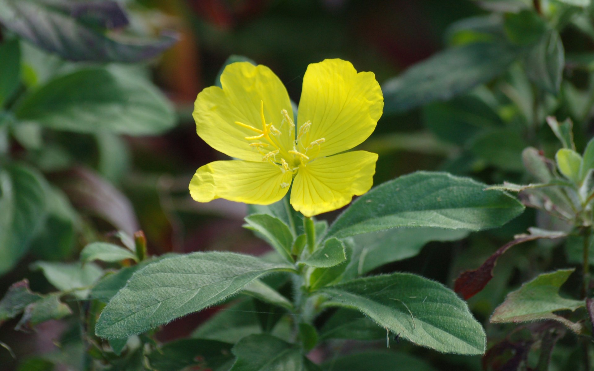 Moril-yellow flower by Moril