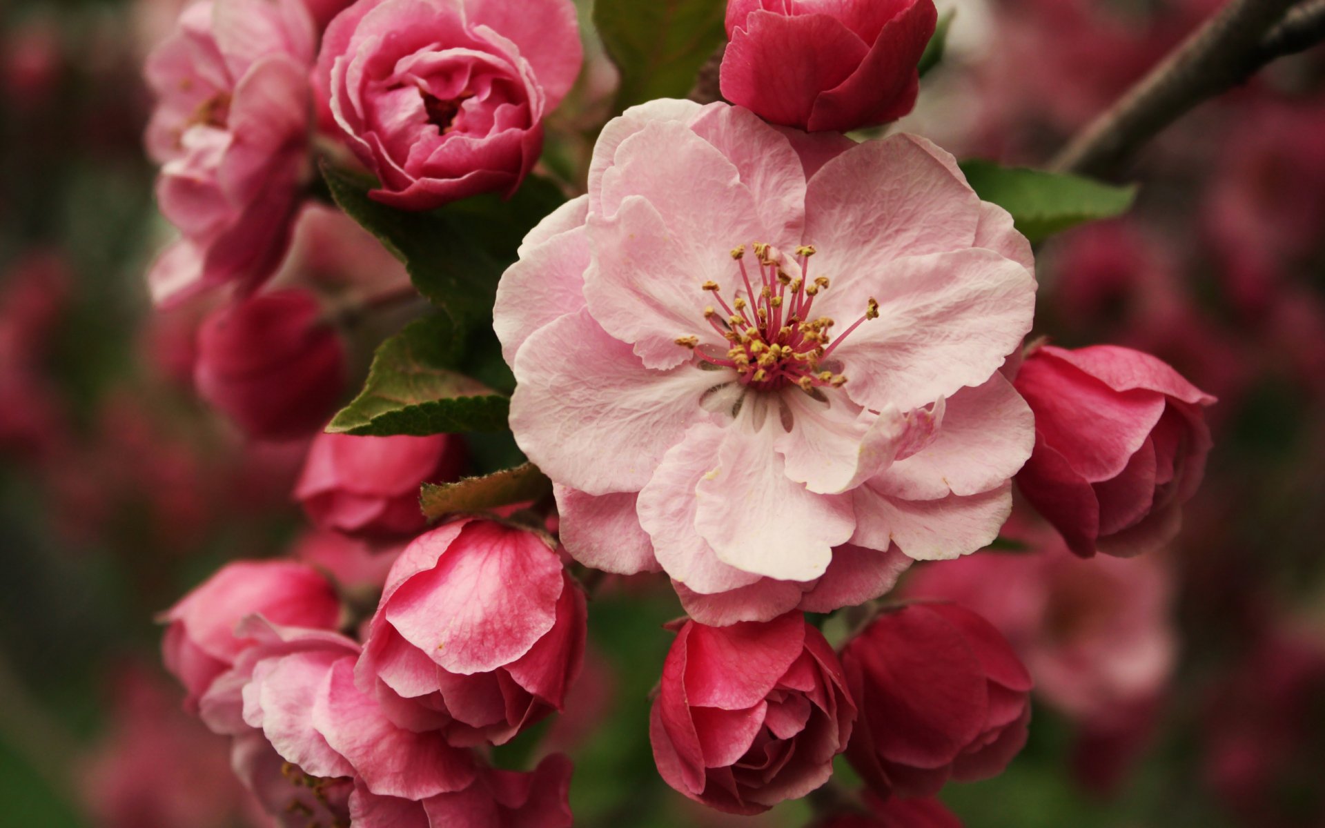 A close-up of pink roses in full bloom, showcasing vibrant petals and delicate details, creating a serene nature-themed HD desktop wallpaper and background.