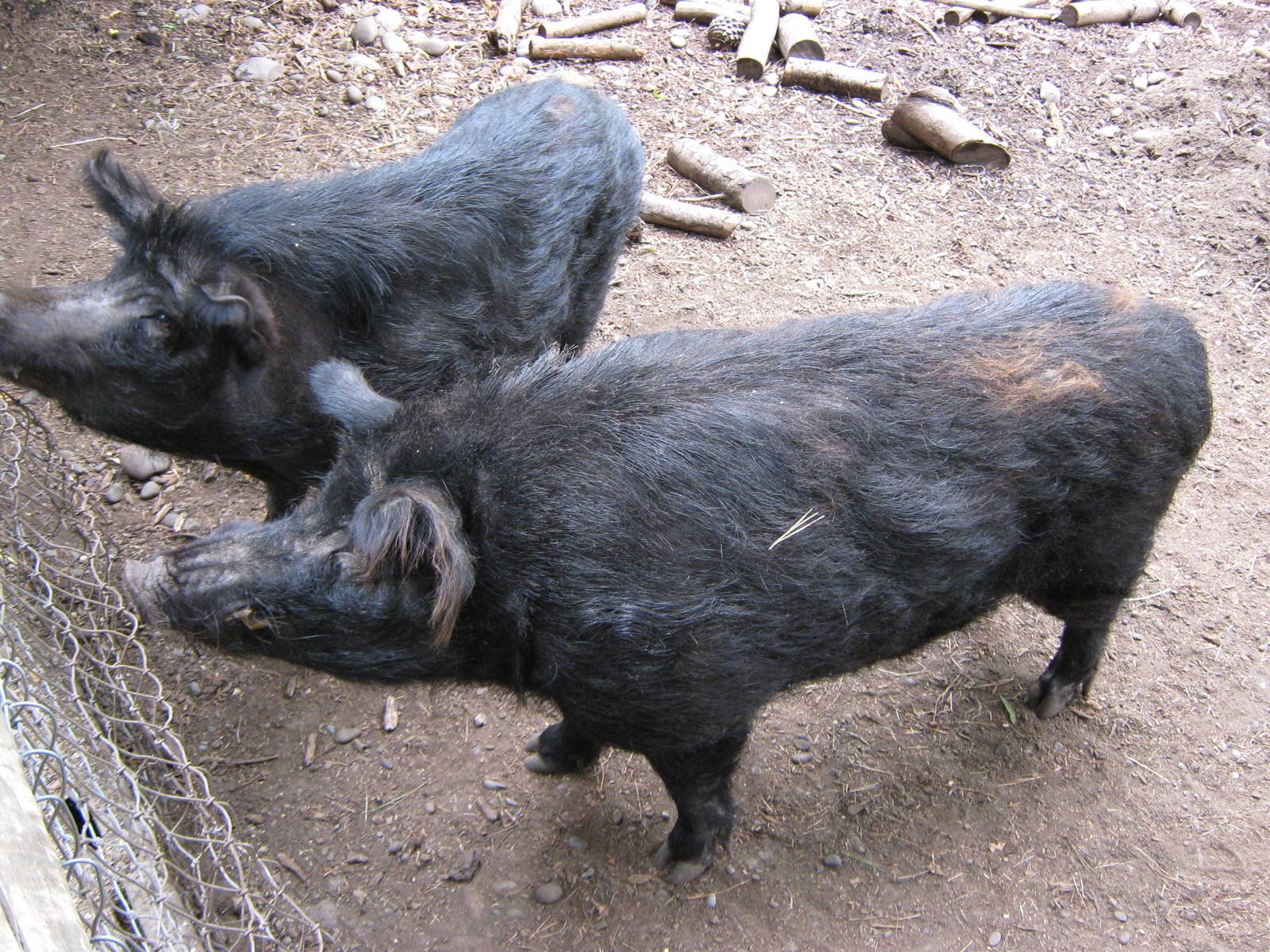 Two black pigs are seen from above, exploring their surroundings in a rustic farm setting. This image serves as a captivating HD PC desktop wallpaper and background.
