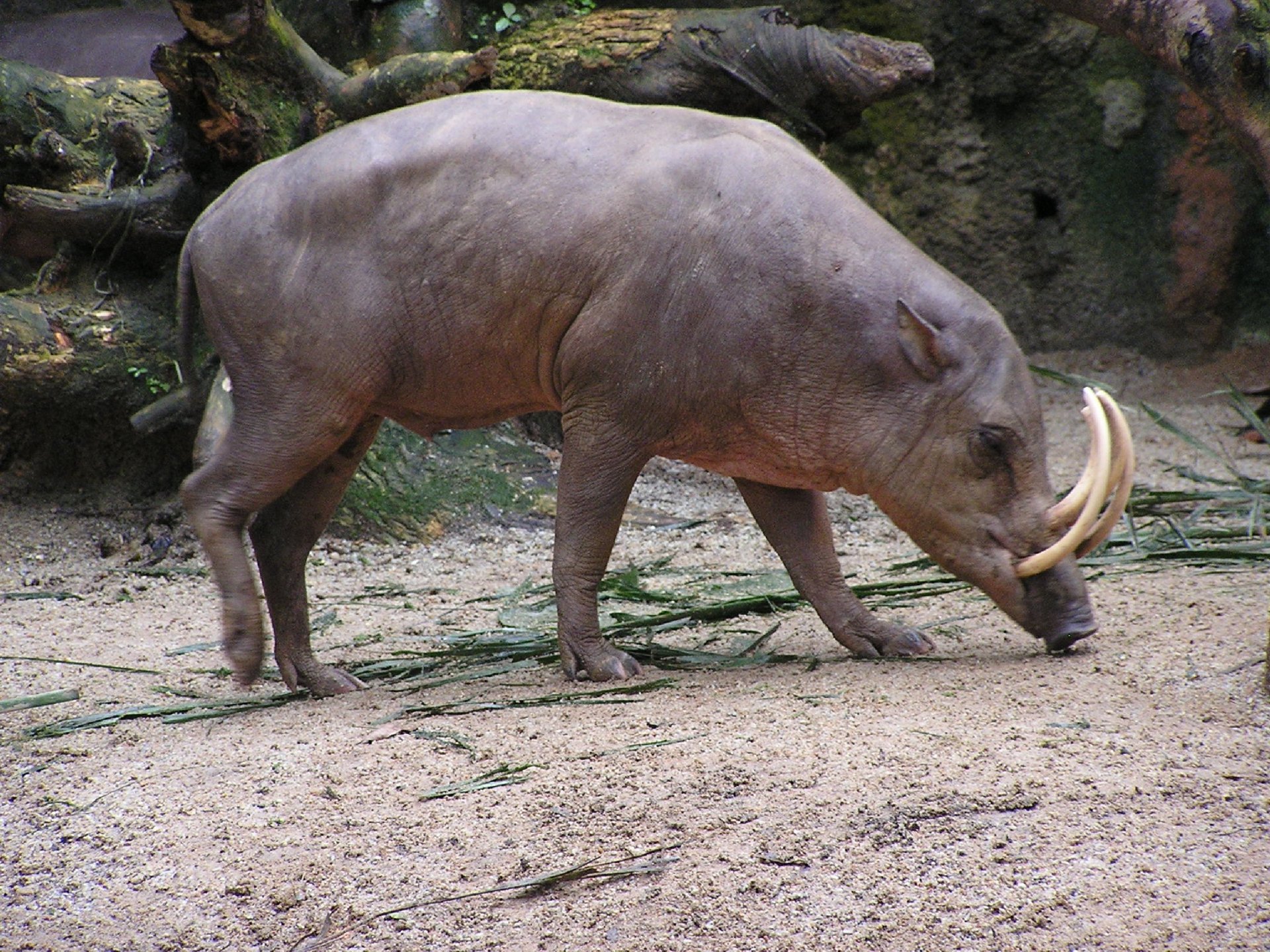A wild pig foraging on the ground, showcasing its distinctive tusks. This captivating image serves as a vibrant HD PC desktop wallpaper and background.