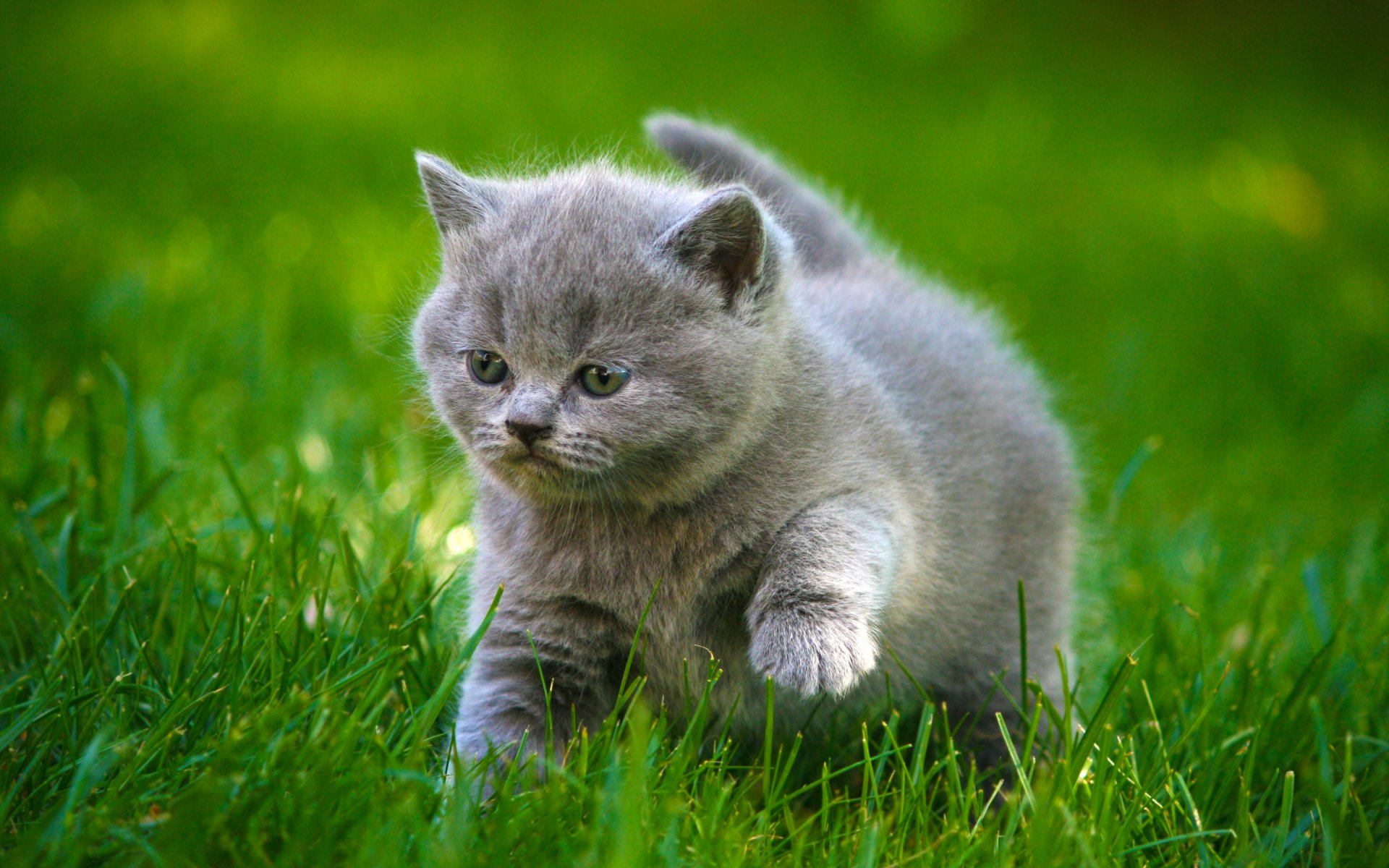 HD desktop wallpaper featuring a fluffy grey kitten walking through vibrant green grass.