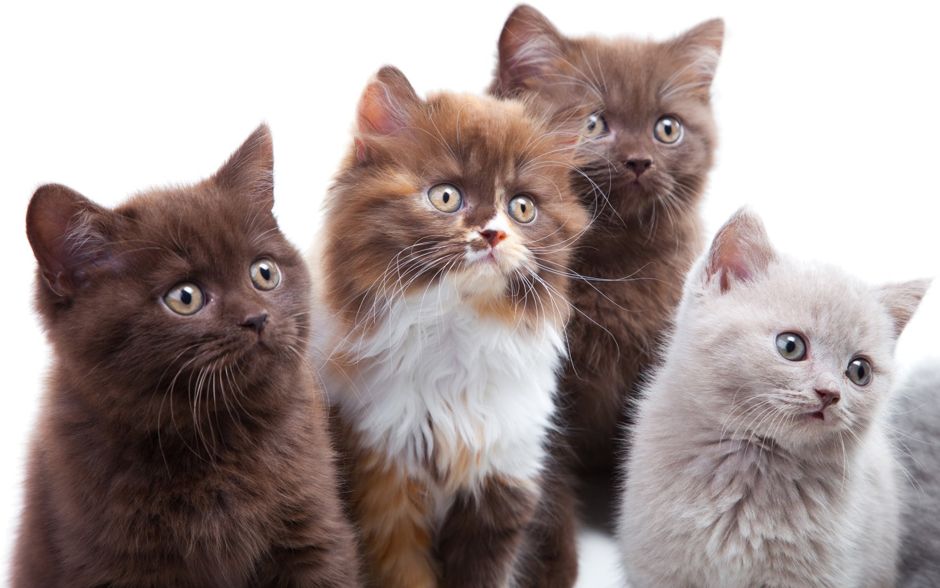 HD PC desktop wallpaper featuring four adorable kittens against a white background, highlighting their soft fur and curious expressions.