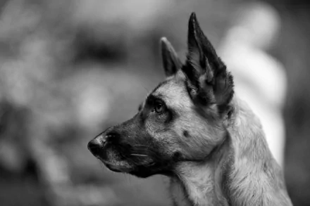 Black and white HD wallpaper of a German Shepherd, featuring a close-up profile of the dog against a blurred background.