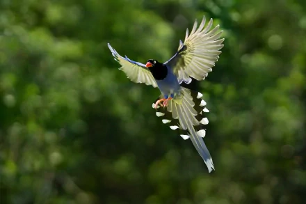 A Taiwan blue magpie showcasing vibrant plumage in mid-flight, set against a lush green background. This HD image serves as an impressive desktop wallpaper.