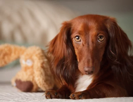 Animal dachshund HD Desktop Wallpaper | Background Image