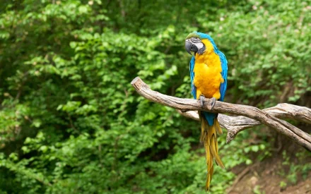 A vibrant blue-and-yellow macaw perched on a branch, surrounded by lush greenery, serves as a stunning HD desktop wallpaper and background.
