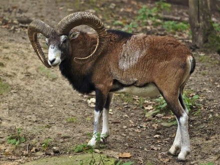  European Mouflon