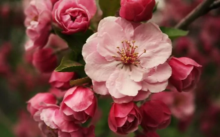 A close-up of pink roses in full bloom, showcasing vibrant petals and delicate details, creating a serene nature-themed HD desktop wallpaper and background.