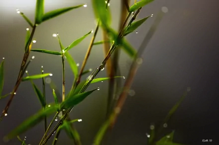 A close-up of bamboo leaves adorned with water drops, showcasing the beauty of nature. This HD image serves as a calming and refreshing desktop wallpaper or background.