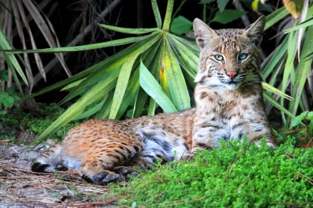 A serene lynx resting amidst lush greenery, showcasing its distinctive spotted fur and striking gaze. This captivating image serves as a stunning HD desktop wallpaper.
