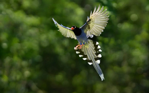 A Taiwan blue magpie showcasing vibrant plumage in mid-flight, set against a lush green background. This HD image serves as an impressive desktop wallpaper.