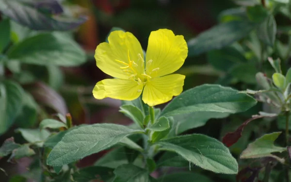  Moril-yellow flower