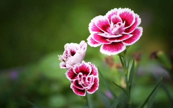 A vibrant close-up of pink and white carnations amidst lush greenery, showcasing the beauty of nature. This HD wallpaper adds a floral touch to any desktop background.