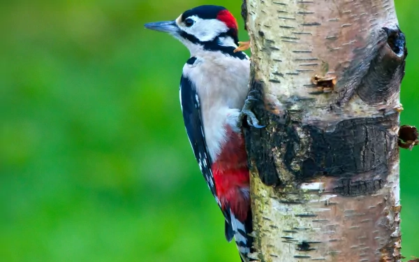A vibrant woodpecker perched on a tree trunk, showcasing its distinct plumage against a softly blurred green background, captured in high-definition detail.