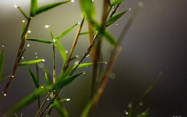 A close-up of bamboo leaves adorned with water drops, showcasing the beauty of nature. This HD image serves as a calming and refreshing desktop wallpaper or background.