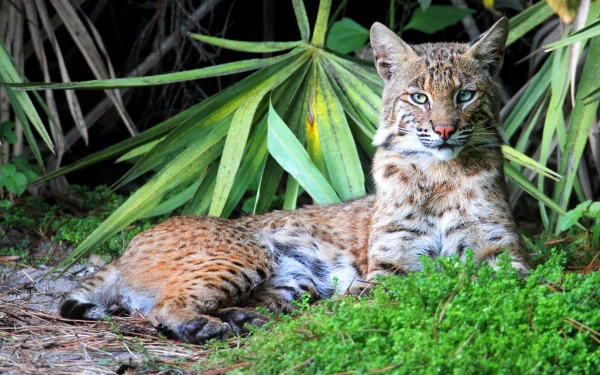 A serene lynx resting amidst lush greenery, showcasing its distinctive spotted fur and striking gaze. This captivating image serves as a stunning HD desktop wallpaper.