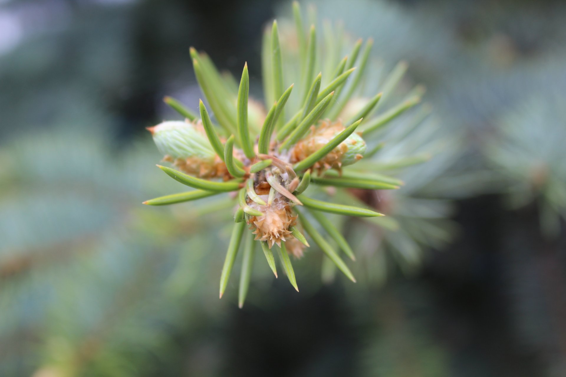 Close-up of pine needles and buds in vivid detail, captured in 4K Ultra HD for a crisp nature-themed PC desktop wallpaper.