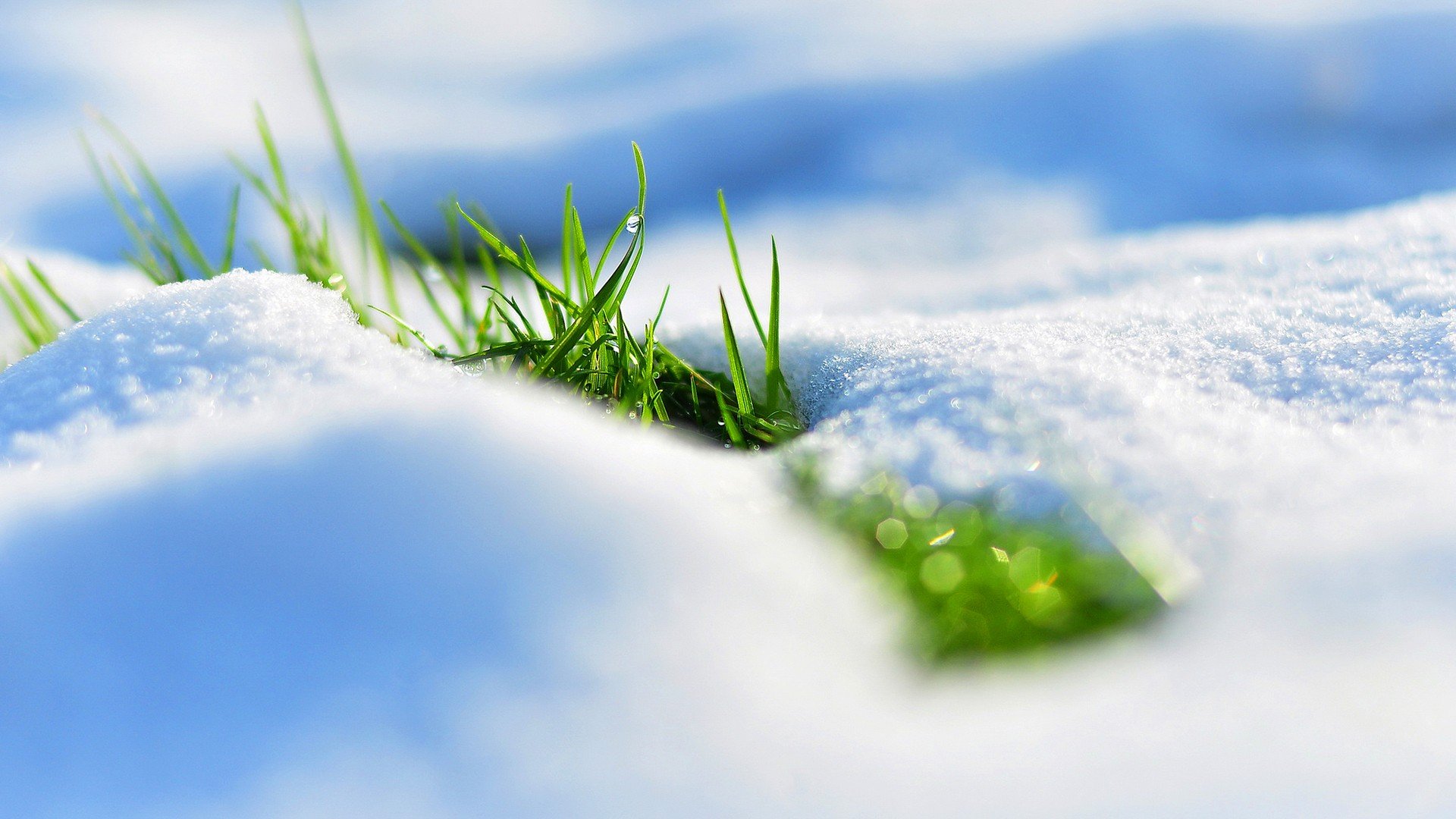 A close-up of vibrant green grass peeking through soft white snow, showcasing a serene connection between nature and seasonal changes. This HD image makes a striking desktop wallpaper.