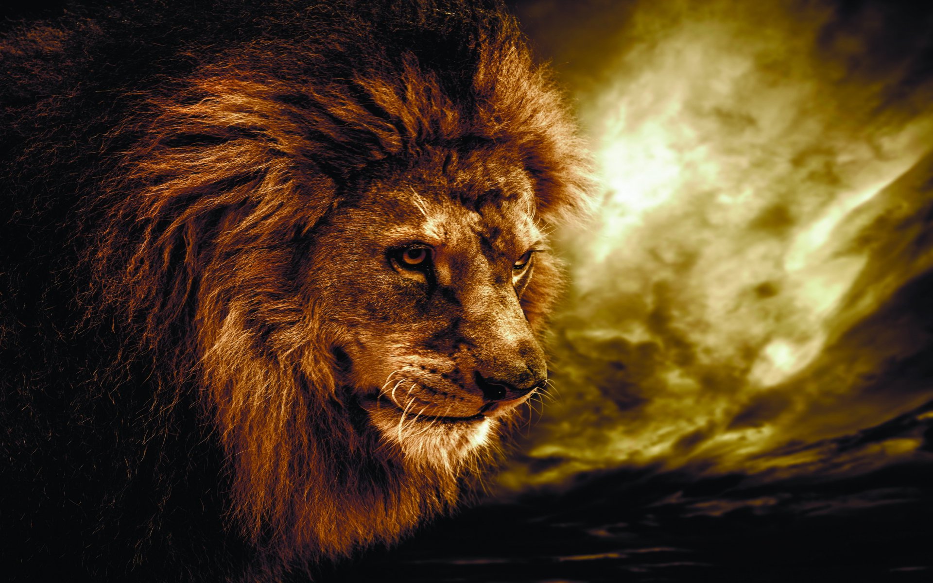 HD PC desktop wallpaper featuring a majestic lion with a thick mane against a dramatic, cloudy background.