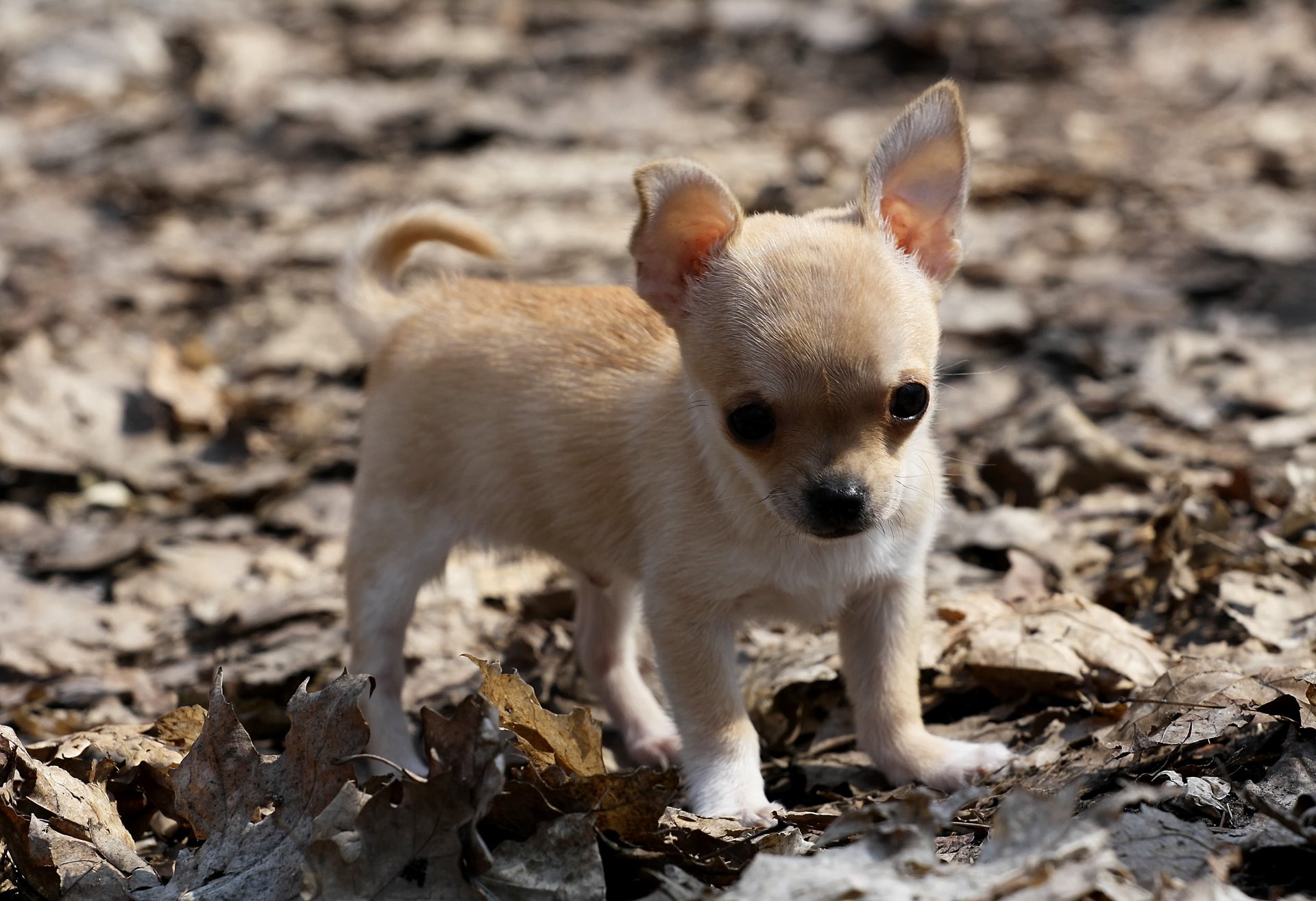 A cute, small tan Chihuahua puppy standing among dry leaves, captured in high definition, making a delightful desktop wallpaper and background for animal lovers.