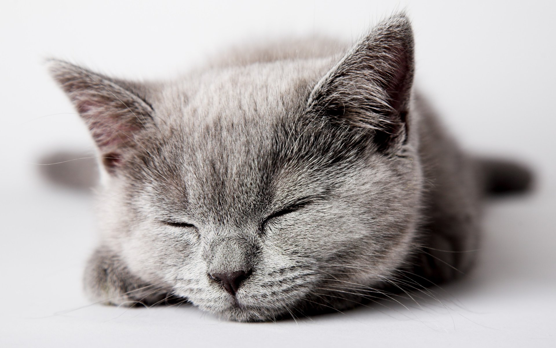 Cute Kitten HD Wallpaper: Adorable Feline Naptime