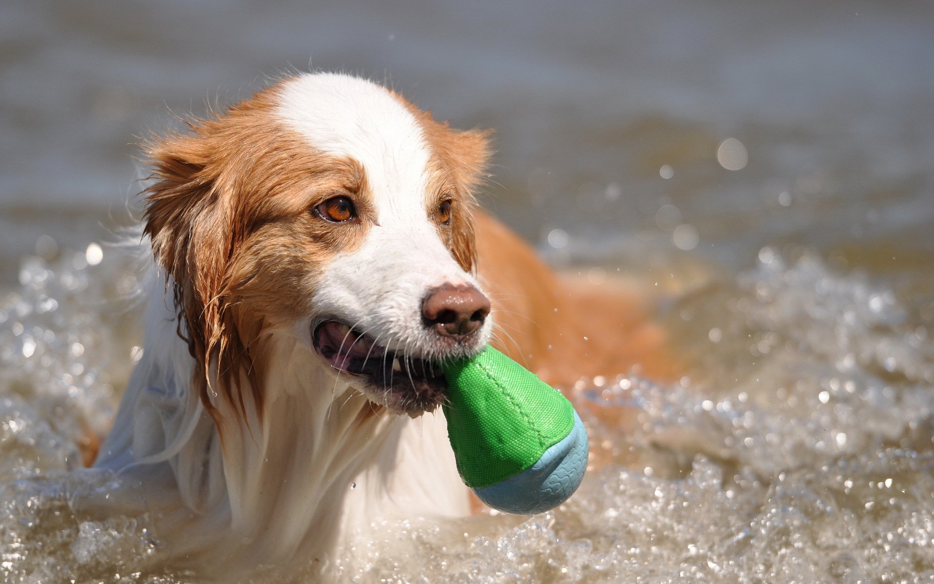 A playful dog swims in water, holding a green toy in its mouth. This vibrant image serves as a captivating HD PC desktop wallpaper and background, showcasing the joy of animals.