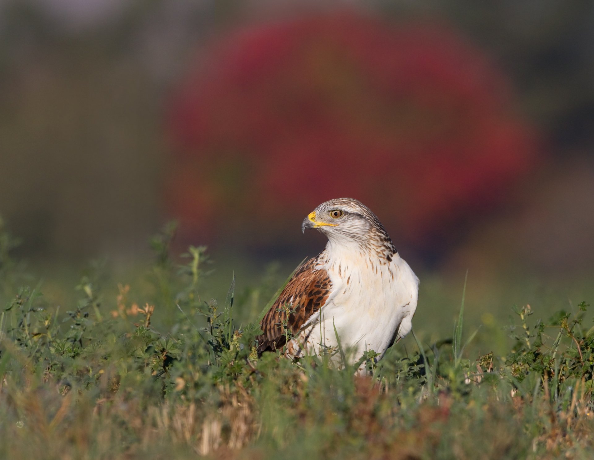 HD desktop wallpaper featuring a sharp, detailed falcon standing in green grass with a blurred red and brown background.
