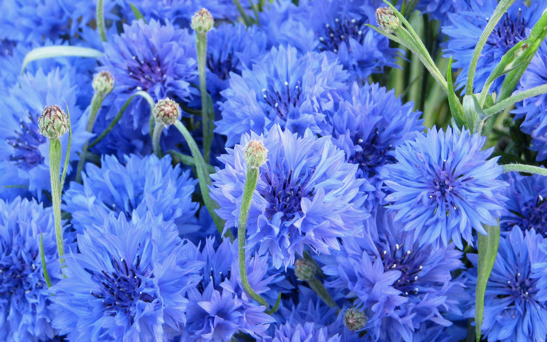 Close-up of vibrant blue cornflowers in full bloom, rendered in HD for a stunning nature-themed PC desktop wallpaper.
