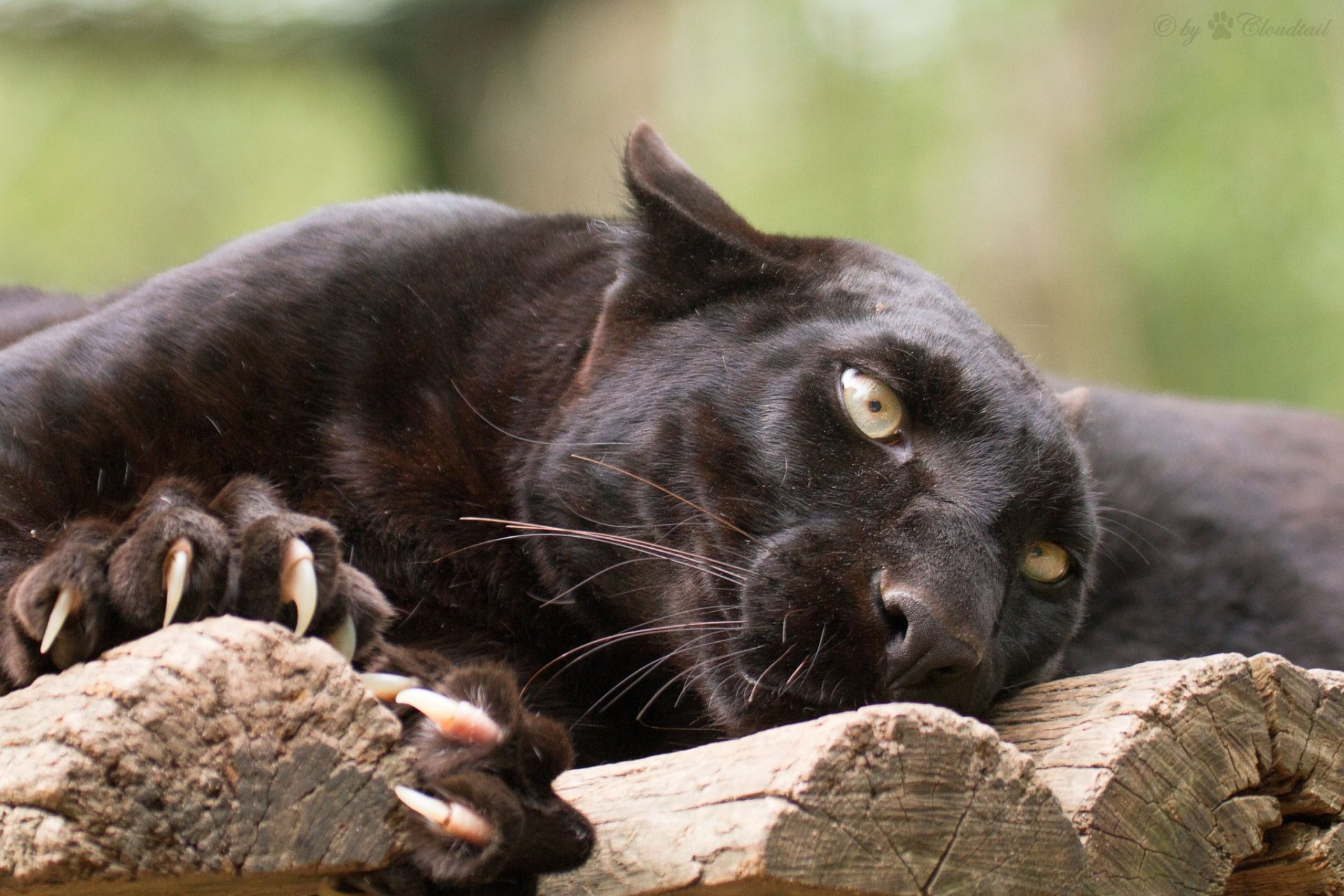 A striking black panther rests on a log, showcasing its sleek fur and piercing eyes, making for a captivating HD desktop wallpaper and background.