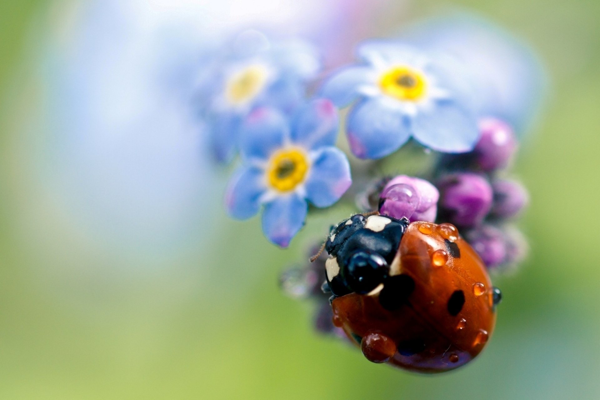 A vibrant ladybug rests on delicate blue flowers, set against a soft blurred background, creating a serene and colorful HD desktop wallpaper.