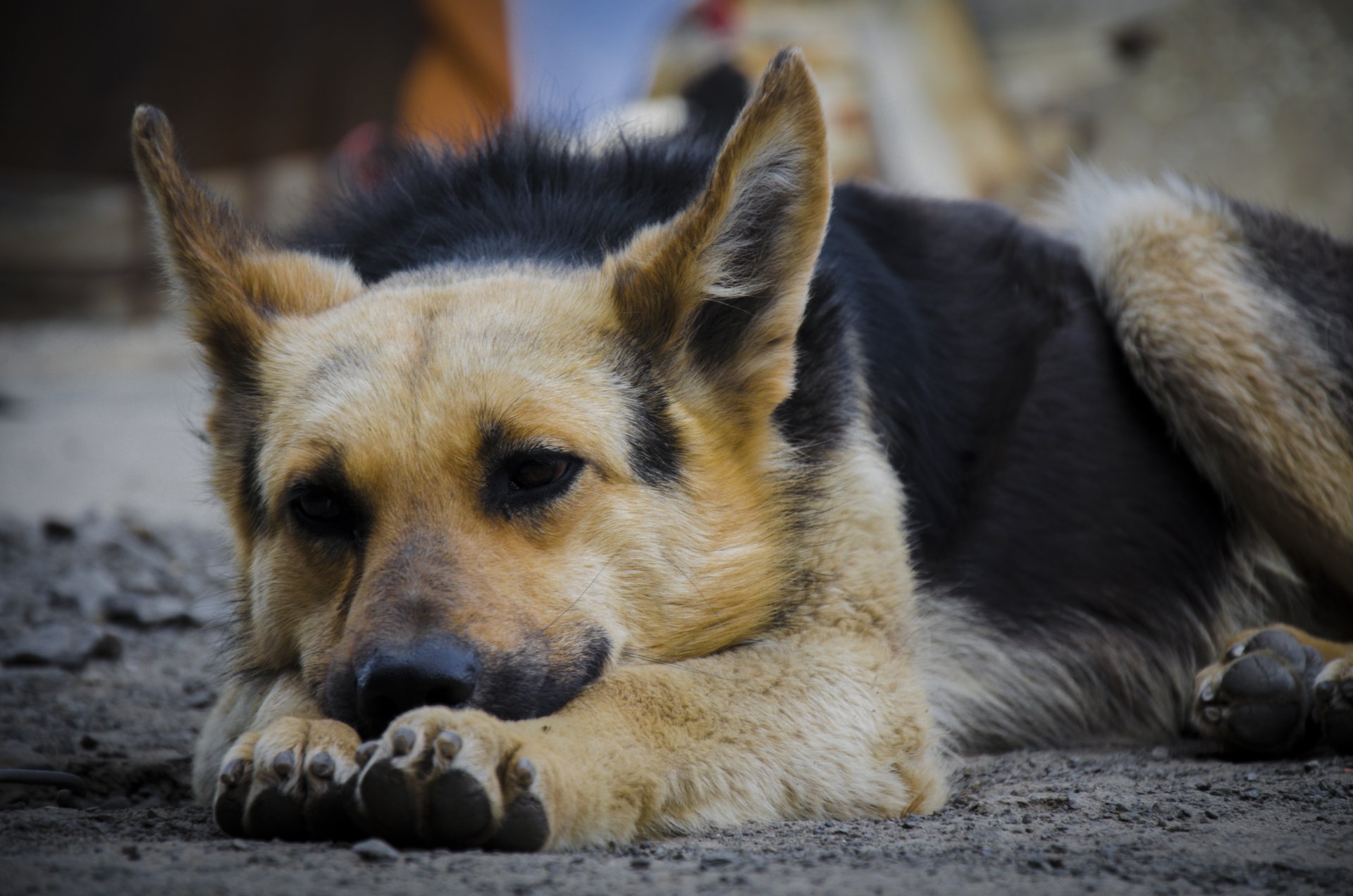 A close-up of a German Shepherd resting on the ground, showcasing its attentive expression. This HD image serves as a striking desktop wallpaper and background.