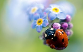Featured image of post Cute Desktop Ladybug Wallpaper : Explore ladybug backgrounds on wallpapersafari | find more items about ladybug wallpaper border, cute ladybug wallpapers, ladybug screensavers and wallpaper.