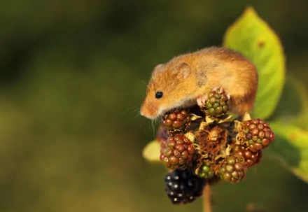 A charming mouse perches on a cluster of unripe blackberries, set against a softly blurred natural background, creating a delightful HD PC desktop wallpaper.