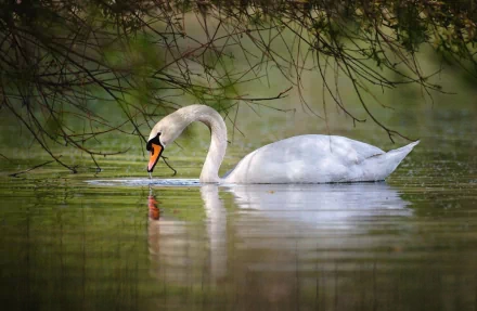 A serene mute swan glides gracefully through calm waters, framed by gentle greenery, creating a tranquil and visually stunning HD desktop wallpaper.