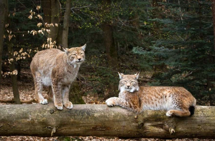 Two lynxes are seen in a serene forest setting, one standing alert on a log while the other rests comfortably beside it. This HD PC wallpaper captures the beauty of wildlife.