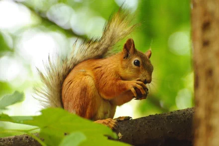 A vibrant 4K Ultra HD desktop wallpaper featuring a close-up of a squirrel holding a nut, set against a lush green forest background.