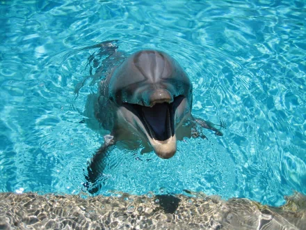 A dolphin in clear blue water with its mouth open, creating a cheerful and vivid scene. HD desktop wallpaper and background.
