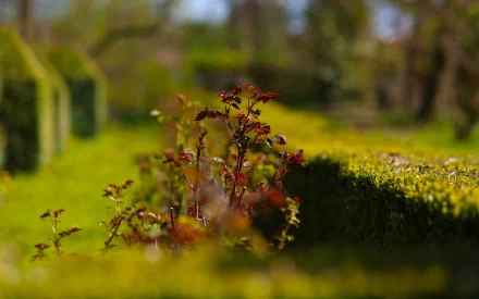 HD desktop wallpaper of a vibrant rose bush surrounded by lush green hedges in a serene natural setting.