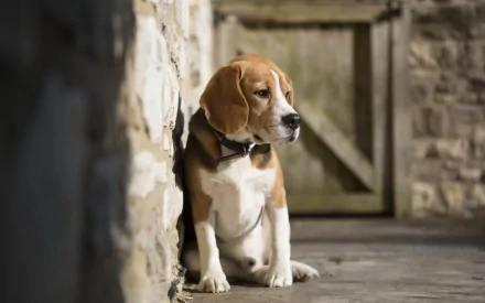 A beagle rests beside a stone wall, gazing thoughtfully toward a wooden door. This HD desktop wallpaper captures the dog's calm demeanor in a rustic setting.