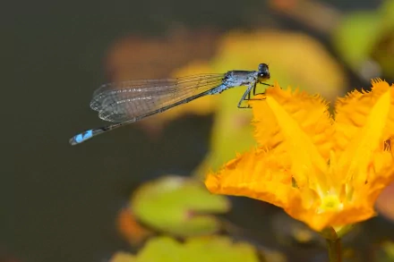 HD desktop wallpaper featuring a close-up of a delicate blue dragonfly perched on a vibrant yellow flower with a soft, blurred natural background.