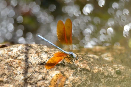 HD PC desktop wallpaper featuring a detailed close-up of a dragonfly resting on a textured rock with a softly blurred, sparkling background.