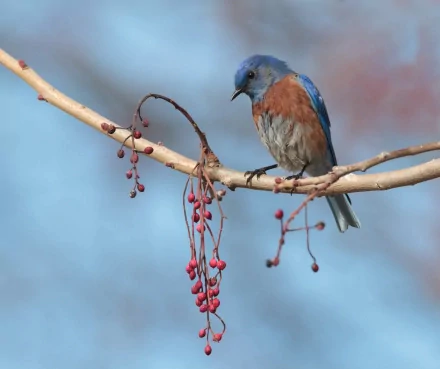 HD desktop wallpaper featuring a vibrant eastern bluebird perched on a branch with red berries against a soft blue background.