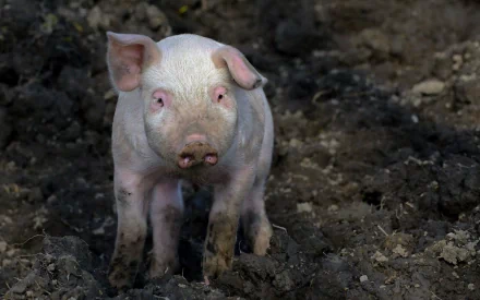 A cute piglet stands amidst dark soil, showcasing its pink skin and curious expression. This HD image serves as a vibrant desktop wallpaper and background.