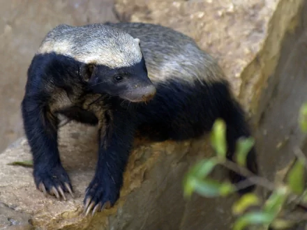 HD desktop wallpaper featuring a close-up of a honey badger resting on a rock in its natural habitat.